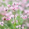 Kínai nefelejcs › Cynoglossum Amabile › Mystery Rose