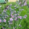 Kínai nefelejcs › Cynoglossum Amabile › Mystery Rose
