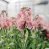 Nyári Viola › Matthiola Incana › Stox Champagne