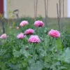 Bazsarózsa virágú díszpipacs › Papaver paeoniflorum › Pale Rose