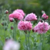 Bazsarózsa virágú díszpipacs › Papaver paeoniflorum › Pale Rose