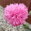 Bazsarózsa virágú díszpipacs › Papaver paeoniflorum › Pale Rose