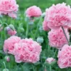 Bazsarózsa virágú díszpipacs › Papaver paeoniflorum › Pale Rose