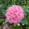 Bazsarózsa virágú díszpipacs › Papaver paeoniflorum › Pale Rose