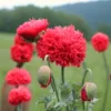 Bazsarózsa virágú díszpipacs › Papaver paeoniflorum › Scarlet