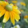 Kúpvirág › Rudbeckia Hirta › Irish Eyes