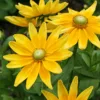 Kúpvirág › Rudbeckia Hirta › Irish Eyes
