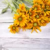 Kúpvirág › Rudbeckia Hirta › Irish Eyes