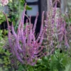 Sóvirág › Limonium Suworowii › Pink Pokers
