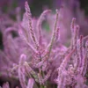 Sóvirág › Limonium Suworowii › Pink Pokers