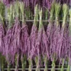 Sóvirág › Limonium Suworowii › Pink Pokers