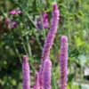 Sóvirág › Limonium Suworowii