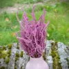 Sóvirág › Limonium Suworowii