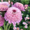 Rézvirág › Zinnia Elegans › Zinderella Lilac