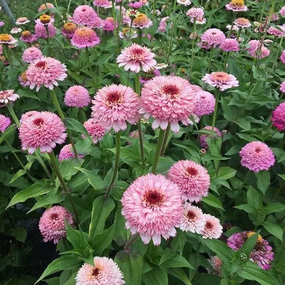 Rézvirág › Zinnia Elegans › Zinderella Lilac