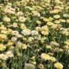 Körömvirág › Calendula Officinalis › Ivory Princess