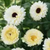 Körömvirág › Calendula Officinalis › Ivory Princess