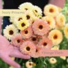 Körömvirág › Calendula Officinalis › Ivory Princess és Orange Flash
