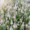 Celózia › Celosia Spicata › Xantippe
