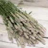 Celózia › Celosia Spicata › Xantippe