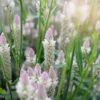 Celózia › Celosia Spicata › Xantippe