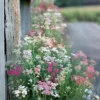 Cickafark › Achillea Millefolium › Summer Berries mix