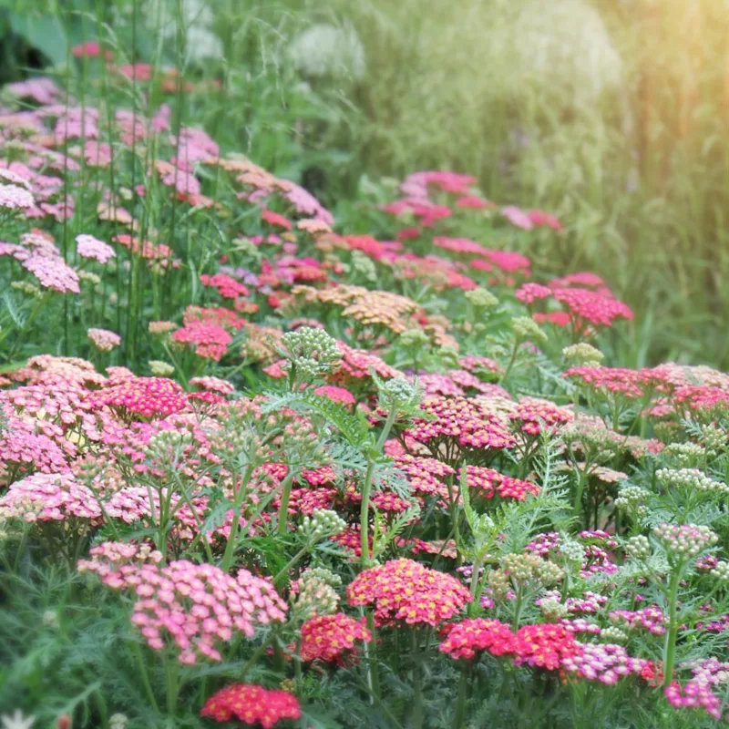 Cickafark › Achillea Millefolium › Summer Berries mix