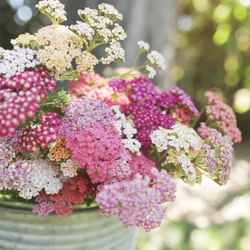 Cickafark › Achillea Millefolium › Summer Berries mix