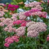 Cickafark › Achillea Millefolium › Summer Berries mix