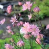 Harangláb › Aquilegia Vulgaris › Rose Barlow