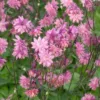 Harangláb › Aquilegia Vulgaris › Rose Barlow