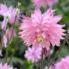 Harangláb › Aquilegia Vulgaris › Rose Barlow