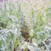 Kanáriköles › Phalaris Canariensis