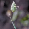 Kanáriköles › Phalaris Canariensis