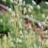Kanáriköles › Phalaris Canariensis