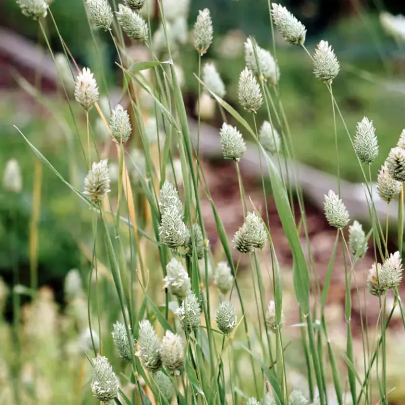 Kanáriköles › Phalaris Canariensis