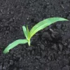 Kanáriköles › Phalaris Canariensis palánta