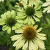 Kasvirág › Echinacea Purpurea › Alan's Pride