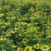 Kasvirág › Echinacea Purpurea › Alan's Pride