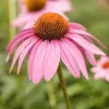 Kasvirág › Echinacea Purpurea › Bravado
