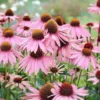 Kasvirág › Echinacea Purpurea › Bravado