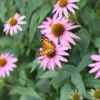 Kasvirág › Echinacea Purpurea › Bravado