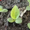 Kasvirág › Echinacea Purpurea Palánta