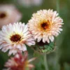 Körömvirág › Calendula Officinalis › Pygmy Buff