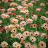 Körömvirág › Calendula Officinalis › Pygmy Buff ›