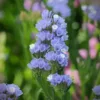 Sóvirág › Limonium Sinuatum › QIS Pale Blue