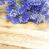 Sóvirág › Limonium Sinuatum › QIS Pale Blue