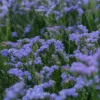 Sóvirág › Limonium Sinuatum › QIS Pale Blue