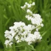 Sóvirág › Limonium Sinuatum › QIS White