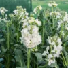 Nyári Viola › Matthiola Incana › Katz White